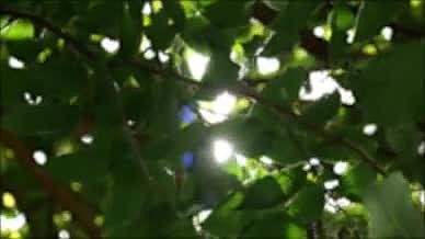 4k阳光透射在树叶上视频的预览图